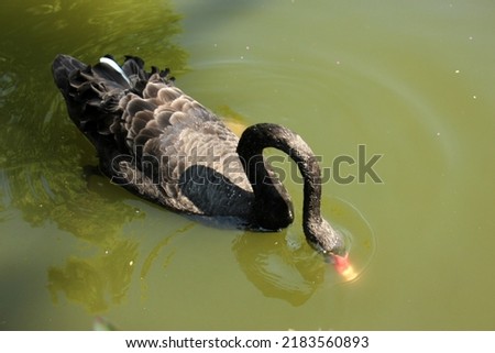 Black swan isolated on black background, black swan at Thailand national park.