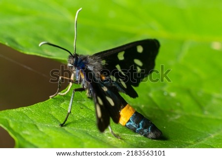 Close up of a nine spotted moth Amata phegea with spread wings.