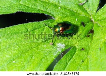 The beetle Chrysolina fastuosa close up pictures on the green leaves.