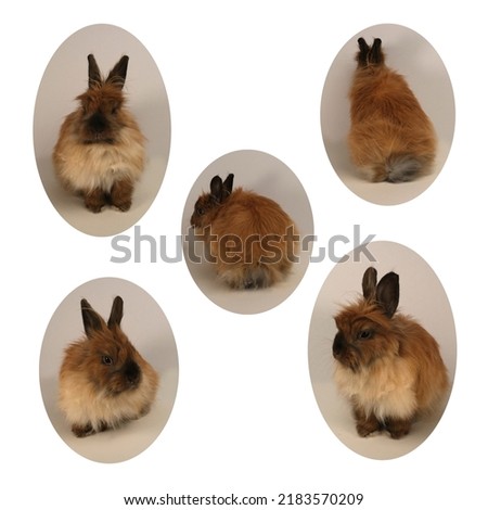 Cute fluffy rabbits. Easter bunny.