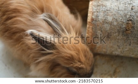 Cute fluffy rabbits. Easter bunny. Selective focus. Blurred background.