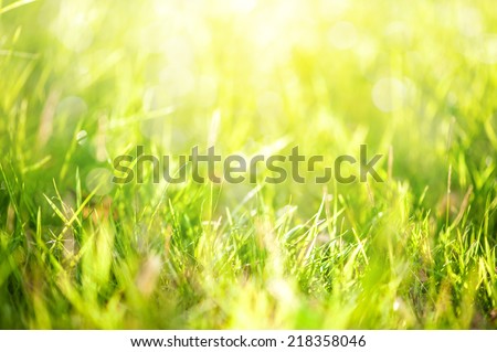 grass with sunlight in background Royalty-Free Stock Photo #218358046