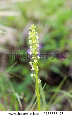 Small white orchid flowering on The fell Royalty-Free Stock Photo #2183583475
