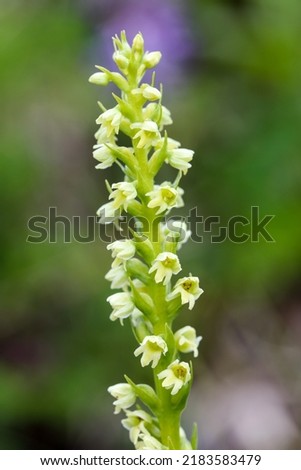 Small white orchid flowering on The fell Royalty-Free Stock Photo #2183583479