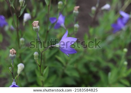 Platycodon grandiflorus. Purple balloon flowers in garden.