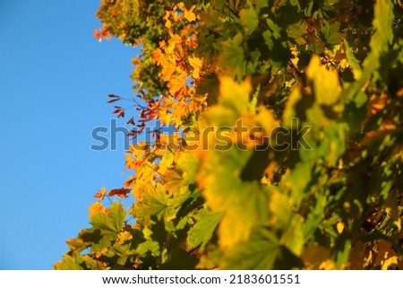 Defocus fall autumn background. Autumn landscape with green yellow trees. Colorful foliage in the park.  Leaves on maple tree natural background. Backdrop. Copy space. Blue sky. October. Out of focus.