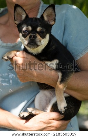 chihuahua in the hands of a woman. A dog in the arms of his mistress. A dog is a friend of a person. Black-brown-white puppy. Concept: animal care, veterinary medicine, dog food.