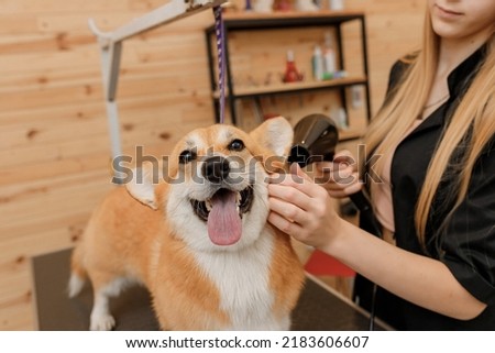 Close up of professional female pet groomer dry Welsh Corgi Pembroke dog fur with a hair dryer after washing in beautician salon. Grooming concept Royalty-Free Stock Photo #2183606607