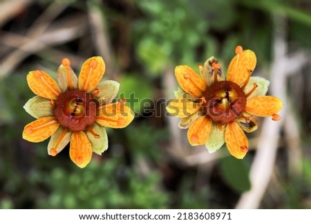 Yellow mountain saxifrage flowering, orange  colour variation Royalty-Free Stock Photo #2183608971