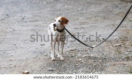 Little hunting dog - istrian shorthaired hound- on a leash- istarski kratkodlaki gonic Royalty-Free Stock Photo #2183614675