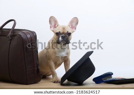 A French Bulldog breed dog sits next to a brown leather business briefcase. A black stylish hat by the dog who looks attentively into the camera. Studio photo of puppy with an expressive muzzle.