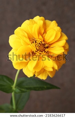 Close up image of yellow zinnia flower isolated on brown background