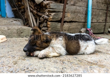 A small dog lies down and loves to eat a goat's leg.