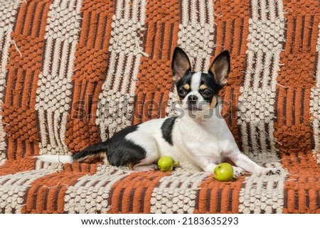 Chihuahua dog lies next to green apples