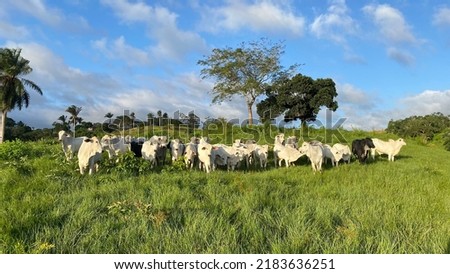 Northeast Brazil, Nelore cattle farming in the semiarid region of Brazil. Boi Nellore, beef cattle in the caatinga. Royalty-Free Stock Photo #2183636251