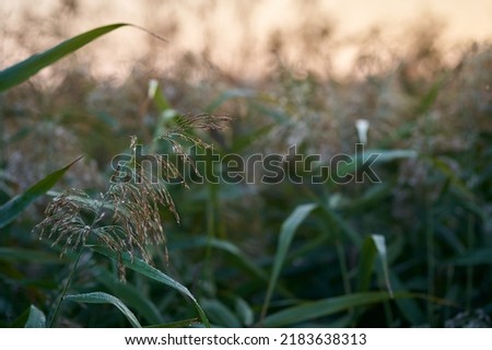 Close-up of grass stalk covered with dew during sunrise