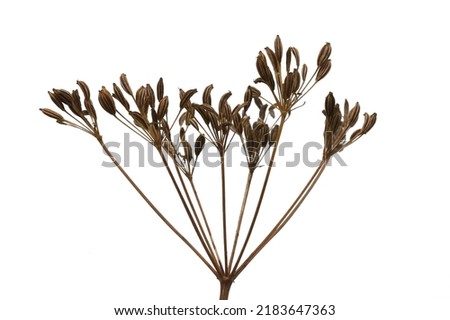 Caraway (Carum carvi) plant and seeds, fresh plant of ripe cumin isolated on white. Caraway ready for harvest. Royalty-Free Stock Photo #2183647363