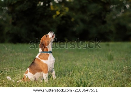Barking dog sitting on grass, side view Royalty-Free Stock Photo #2183649551