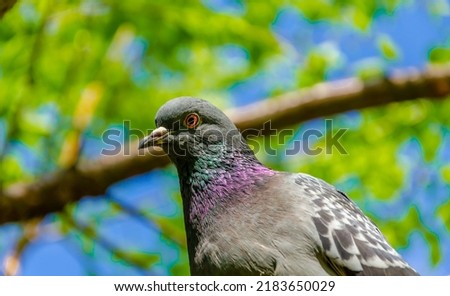 A pigeon on a tree branch against the sky.
