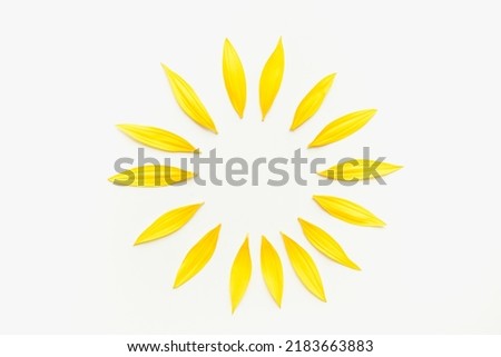 Sun made from sunflower petals on a white background. Circle of yellow petals. Sunflower petals on a white background. Royalty-Free Stock Photo #2183663883