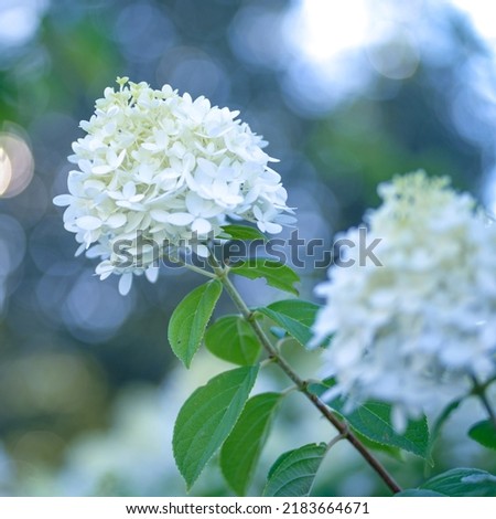 white hydrangea bud for cards background white flowers small white flowers square poster banner square format 