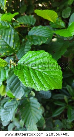 
Photo of a green broadleaf plant.