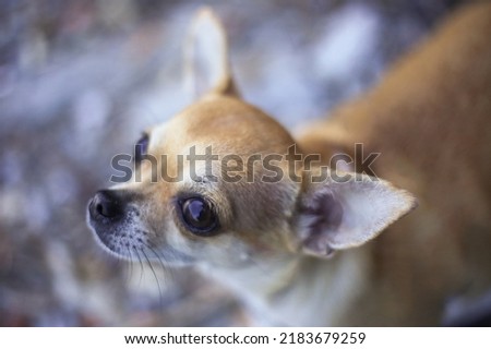 close up of dog looking up