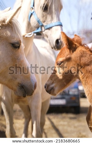 Portrait of three Welsh ponies

