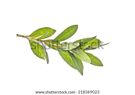 Azalia  leaf 