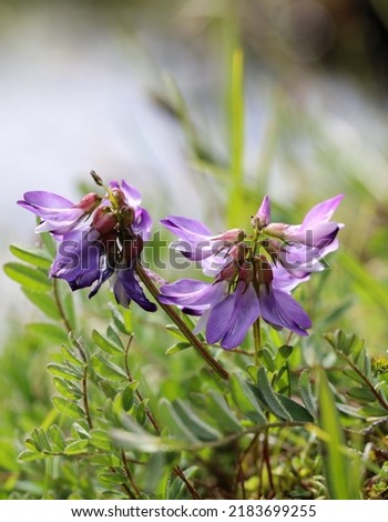 Alpine milkvetch flowering on The fell Royalty-Free Stock Photo #2183699255
