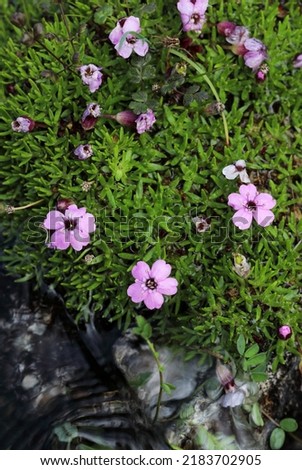Cushiony Moss campion flowering with pink flowers Royalty-Free Stock Photo #2183702905