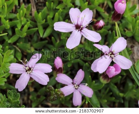 Cushiony Moss campion flowering with pink flowers Royalty-Free Stock Photo #2183702907