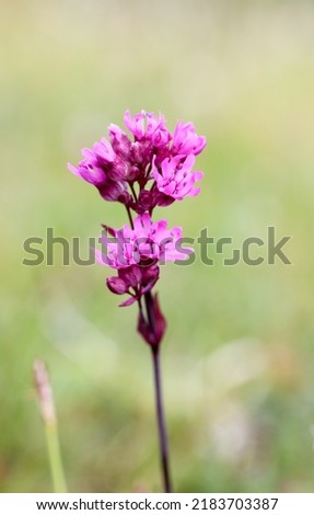 Pink flowering alpine catchfly flower spike Royalty-Free Stock Photo #2183703387