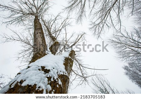 Winter landscape and snowfall in Cerdagne, Pyrenees, France.