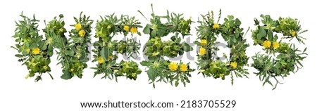 Weeds and dandelion with clover and crab grass pest weed problem as unwanted plants as a symbol for herbicide use in the garden or gardening for lawn care isolated on white.