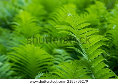 Beautyful ferns leaves green foliage natural floral fern background in sunlight. Royalty-Free Stock Photo #2183706279