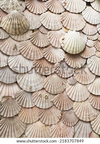 cockle shell background pattern texture. ocean wildlife seafood concept