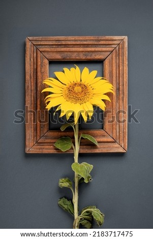 sunflower and wooden frame on a gray background. stylish concept. copyspace. flat lay
