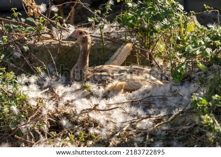 Close-up of a pretty young light brown cane hatching her eggs in a nest strewn with white feathers among the twigs of vegetation