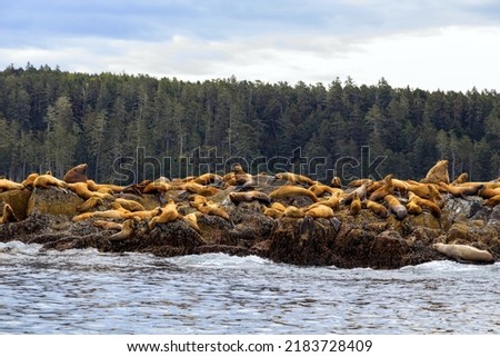 The California sea lion is a coastal eared seal native to western North America. It is one of six species of sea lions.  Royalty-Free Stock Photo #2183728409