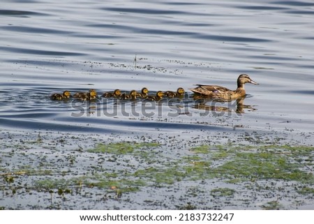the mallard duck is swimming with her children Royalty-Free Stock Photo #2183732247
