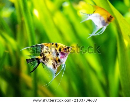 Angel Fish Koi Panda Yellow Head in tank fish with blurred background (Pterophyllum scalare)