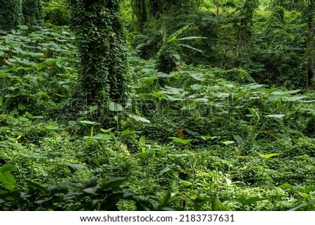 Rainforest Scene with a Green Vine Covered Tree in a Clearing.