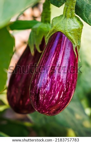 Striped eggplant fruits. Aubergine eggplant plant growing in Community garden. Aubergine vegetables harvest. Gardening background with eggplant deep purple color striped with white lines Royalty-Free Stock Photo #2183757783