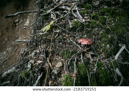 pictures of fly agaric mushroom in the mountains