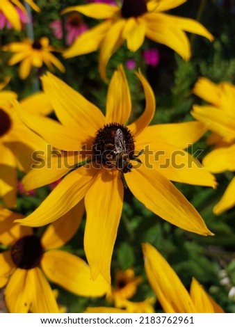 Echinacea, coneflower yellow black with honey bee  collecting pollen on coneflower flower