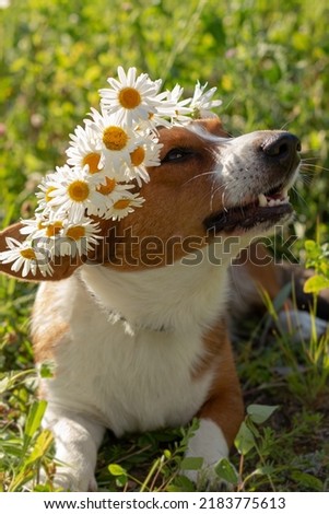 Welsh Corgi Pembroke. A purebred dog with white flowers. A greeting card.