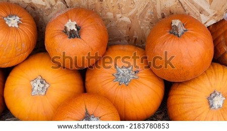 Ripe pumpkin close-up. Harvesting of agricultural produce. Autumn picture with a pumpkin isolated. Autumn concept.