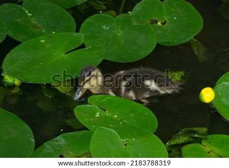 Cute little mallard duckling swims in river water with blooming spatterdock(Nuphar lutea)