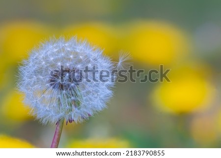 Friendship day.Closed Bud of a dandelion bl. Dandelion white flowers with blurred flowering yellow dandelions.Conceptual image meaning of Change, growth, movement, reproduction, and direction.